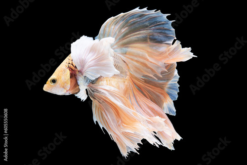 With its vibrant hues and flowing fins the betta fish creates a visual spectacle as it effortlessly glides through the water exuding an aura of elegance.