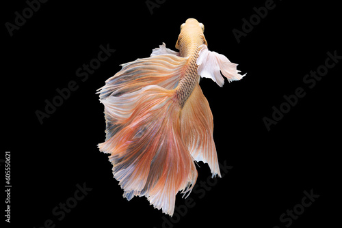 Colorful  beautiful betta fish showcases graceful and gentle swimming through its watery environment. © DSM