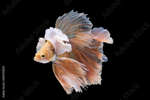 Beautiful betta fish gracefully captivates the eyes as it swims with vibrant colors against a black background.