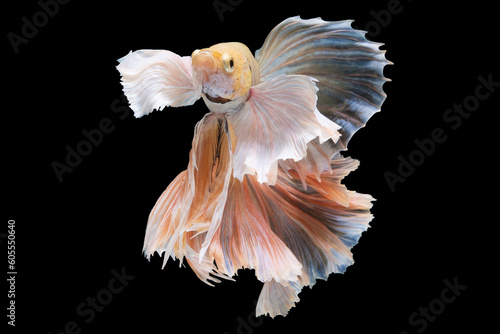 The serene ambiance created by the black background allows the observer to fully appreciate the intricate details and unique charm of this magnificent betta fish as it swimming through the water. © DSM