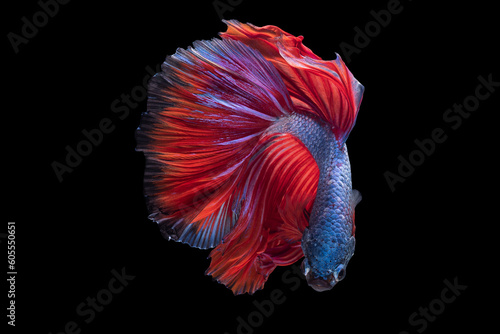 The vibrant blue hue of the beautiful betta fish's body, accentuated by the striking red tail stands out dramatically against the dark backdrop capturing attention.