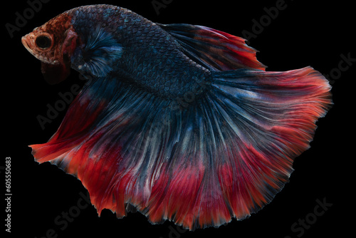 Amidst the captivating black background a beautiful blue betta fish with a striking red tail glides through the water creating a breathtaking.