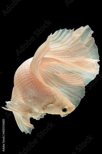 Vertical picture of white betta fish's graceful movements against the dark backdrop create a mesmerizing visual contrast that captures the eye and evokes a sense of tranquility.