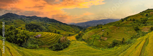 Golden ripe rice on Mu Cang Chai terraces  Yen Bai Province  Vietnam