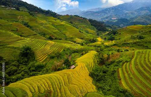 Golden ripe rice on Mu Cang Chai terraces, Yen Bai Province, Vietnam