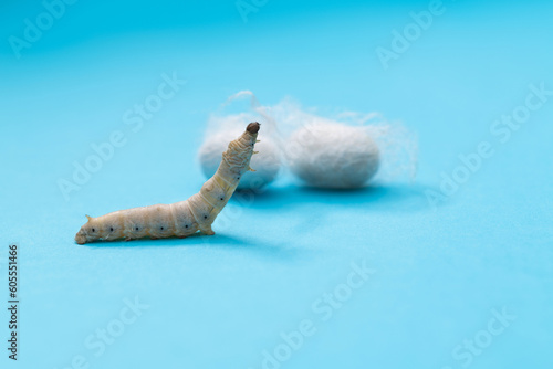 Silkworm make cocoon on blue background