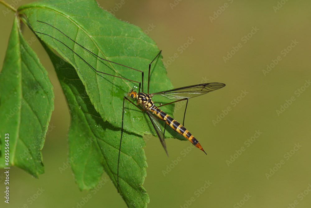 Fototapeta premium Female crane fly Nephrotoma flavipalpis, family Tipulidae on a leaf. Dutch garden, May, spring. 