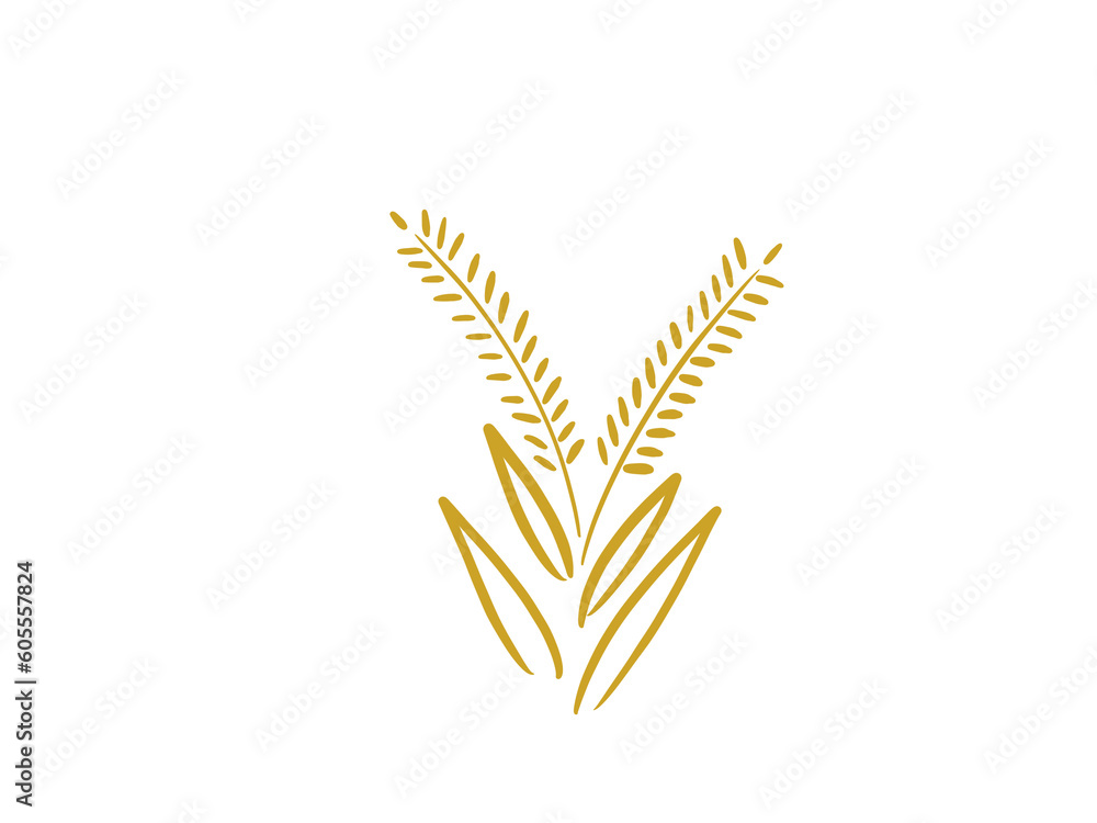 Rice is an important food. very useful can be processed into flour and many products on a white background. Rice is an important food. very useful can be processed into flour and many products on a white background.