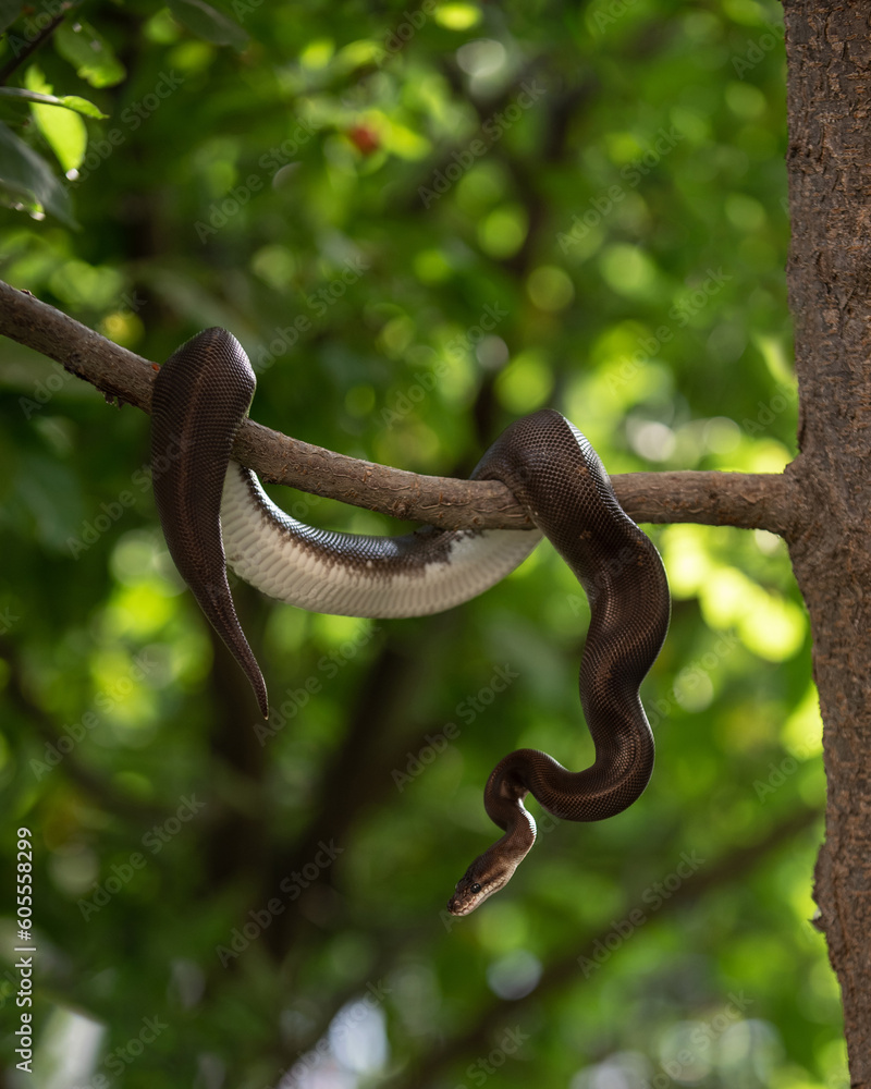 Graceful black snake with white belly crawls in garden. Ball python on ...