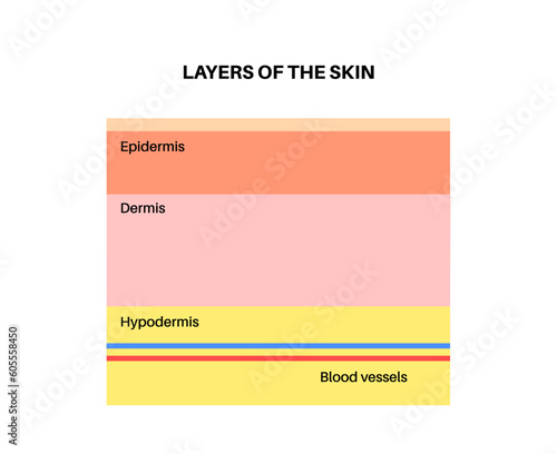 Human skin layers
