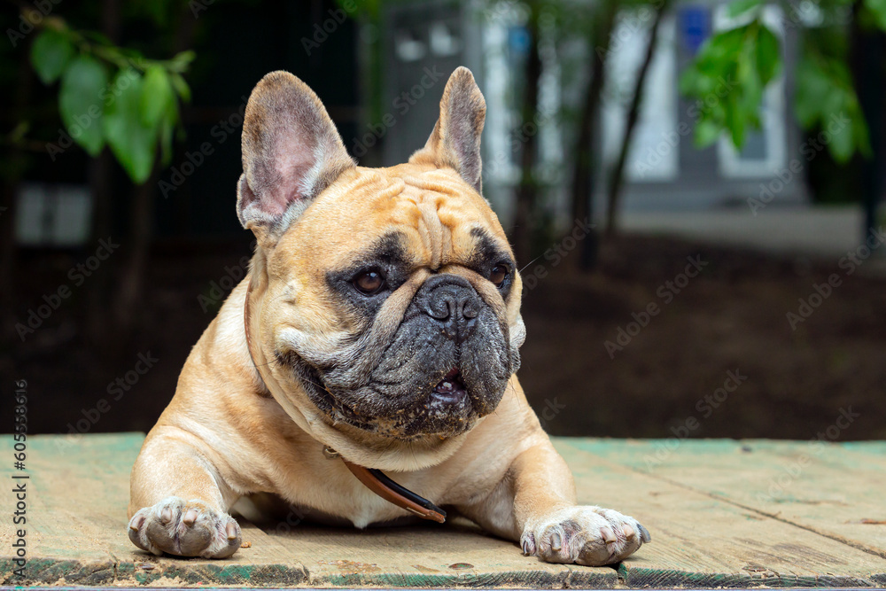 French bulldog lying on the boards