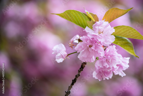 Foto とても美しい、今が見頃の八重桜