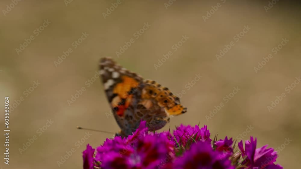 Closeup of a Butterfly Perched on a Purple Flower (High-Res Footage) Closeup of a Butterfly Perched on a Purple Flower (High-Res Footage)