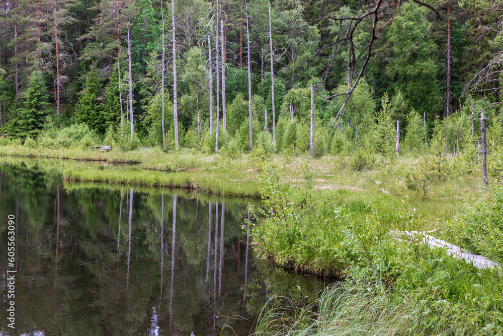 Forest lake by with a path on the lakeshore Forest lake by with a path on the lakeshore