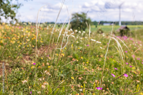 Flowering feather grass on a meadow with wildflowers