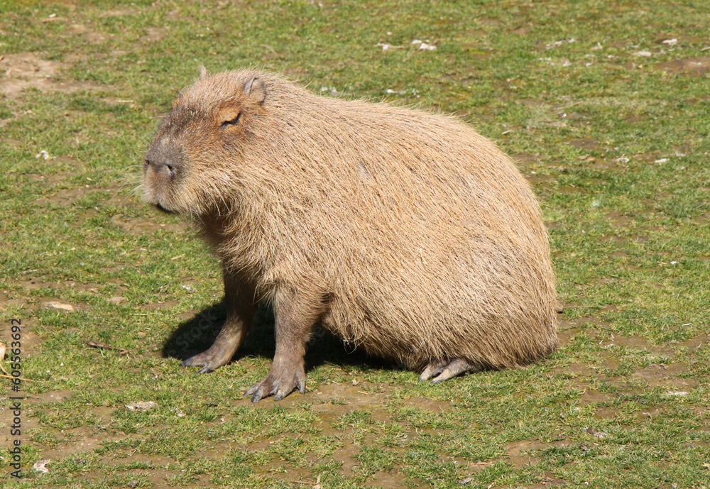 greater capybara (Hydrochoerus hydrochaeris) cavy greater capybara (Hydrochoerus hydrochaeris) cavy