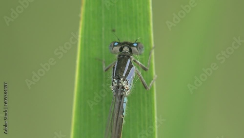 Female bluetail damselfly (Ischnura heterosticta)  head with large jaws. Dragonfly sitting on green grass. Macro view insect on wildlife photo