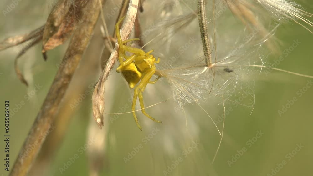 Yellow crab spider sits on fluffy dandelion seeds, view macro insect Yellow crab spider sits on fluffy dandelion seeds, view macro insect