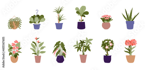 Collection of plants potted for home. Different indoor house plants. This is trendy flat