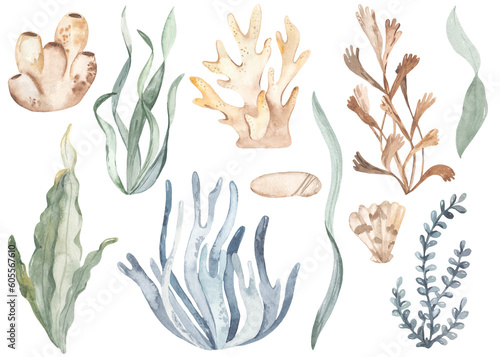 Watercolor set with underwater plants and corals  algae  leaves for cards  invitations