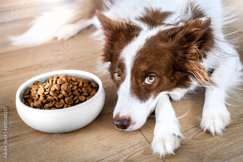 Dog food in bowl