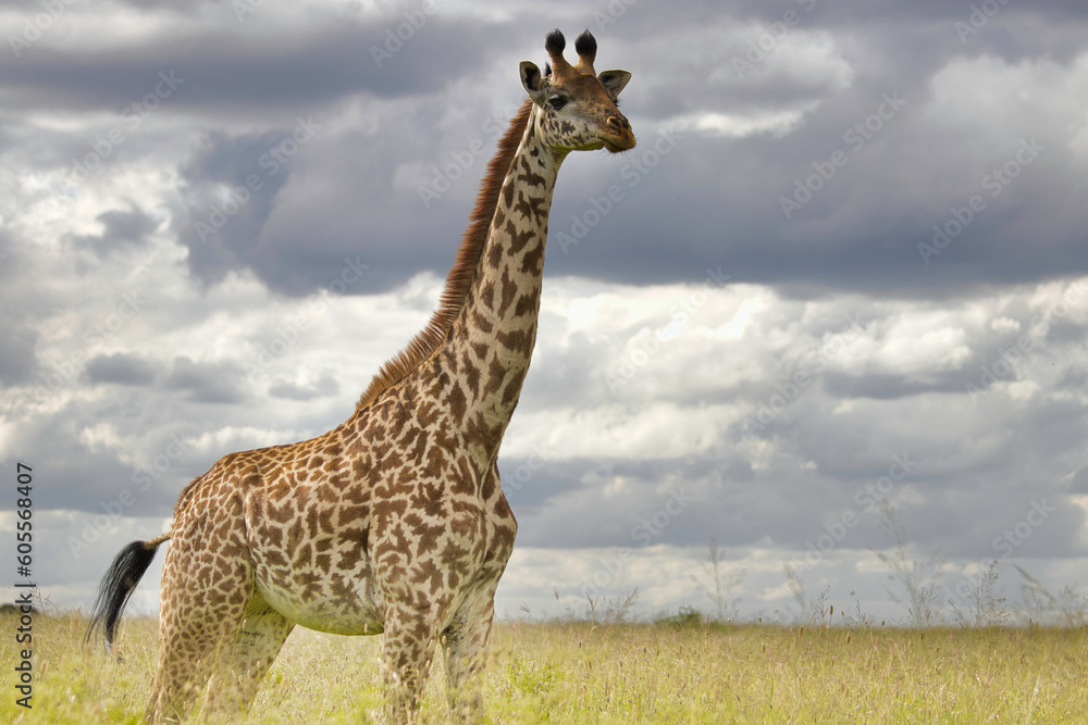 Obraz premium Giraffe in the wild