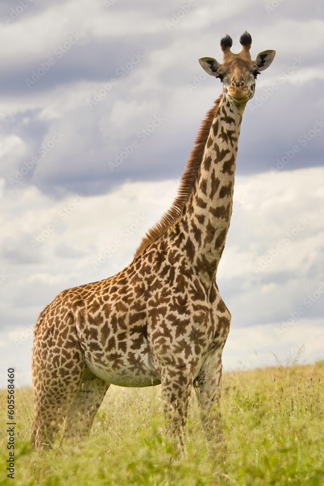 Fototapeta premium Giraffe in the Savannah