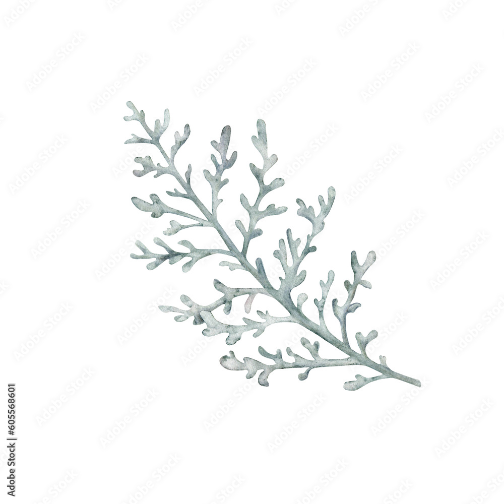 Fototapeta premium Dusty Miller, Silver Jacobaea maritima plant. Winter botanical leaves. Hand drawn watercolor illustration. Floral plant design for wedding invitation, label, pack, christmas, greeting, wallpaper