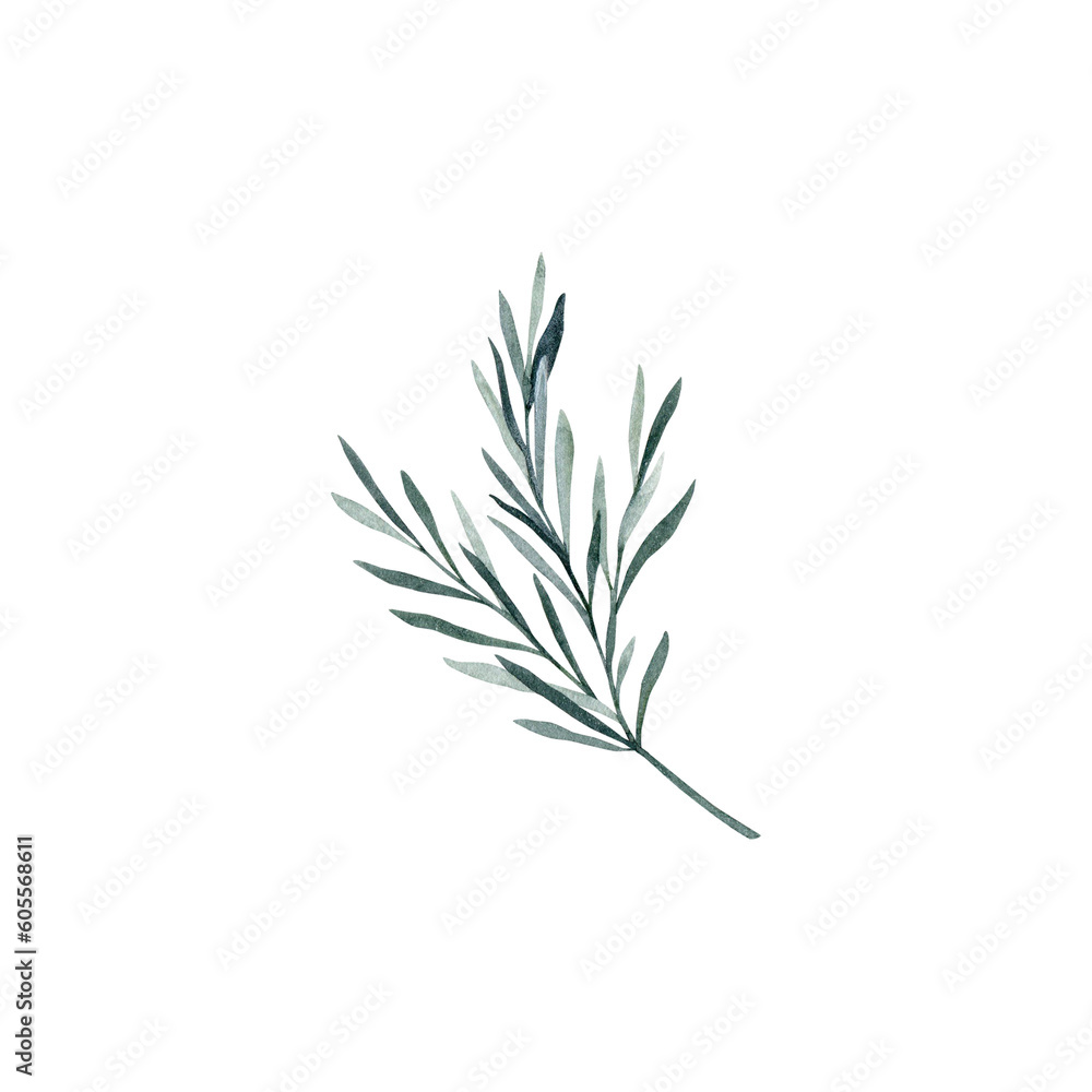 Obraz premium Twig of rosemary with leaves. Taxus baccata. Juniper essential oil. Kitchen herbs branch and spice. Hand drawn watercolor illustration for banner, label, package, pattern