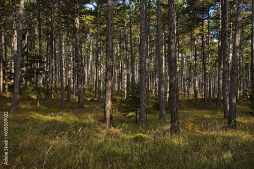 Pine forest in Lower Austria, Austria, Europe, Central Europe
