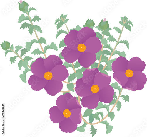 Cistus creticus called pink rock-rose. A wild medicinal plant. A vector illustration.