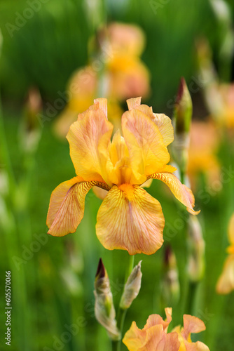 Fototapeta Naklejka Na Ścianę i Meble -  Iris flower 