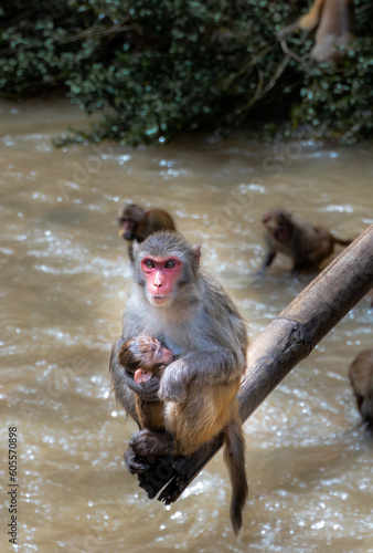 Photography monkey