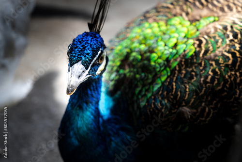 portrait of a peacock