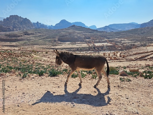 Fototapeta Naklejka Na Ścianę i Meble -  donkey in the desert