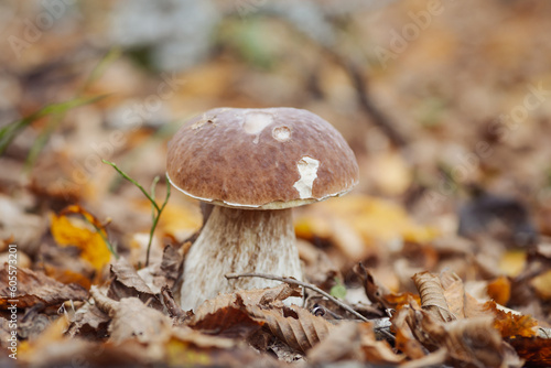 Big edible mushroom in leaves in late autumn, close up shot. Porcini cep growing in autumn birch and oak forest