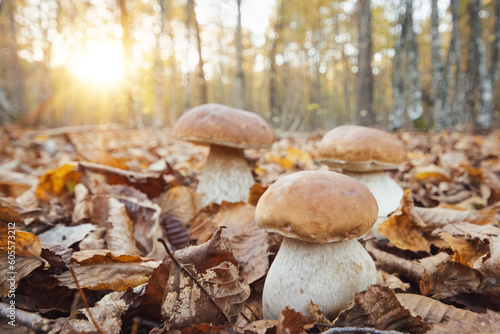 Cep mushrooms in the woods, sunset on the background. Edible mushrooms in autumn forest between yellow and brown leaves