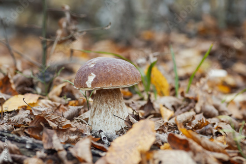 Porcini mushroom growing in autumn forest. Edible cep boletus in yellow and brown leaves in late autumn
