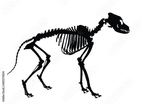 The skeleton of a large dog.
