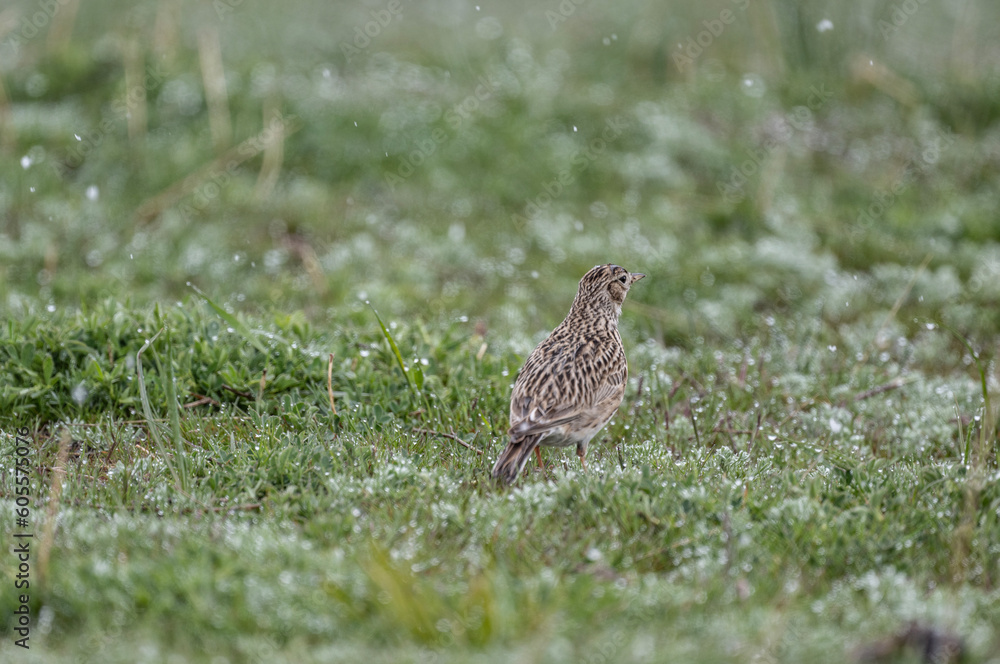 a beautiful skylark bird walks on a green lawn and looks in surprise at the falling snow in May a beautiful skylark bird walks on a green lawn and looks in surprise at the falling snow in May
