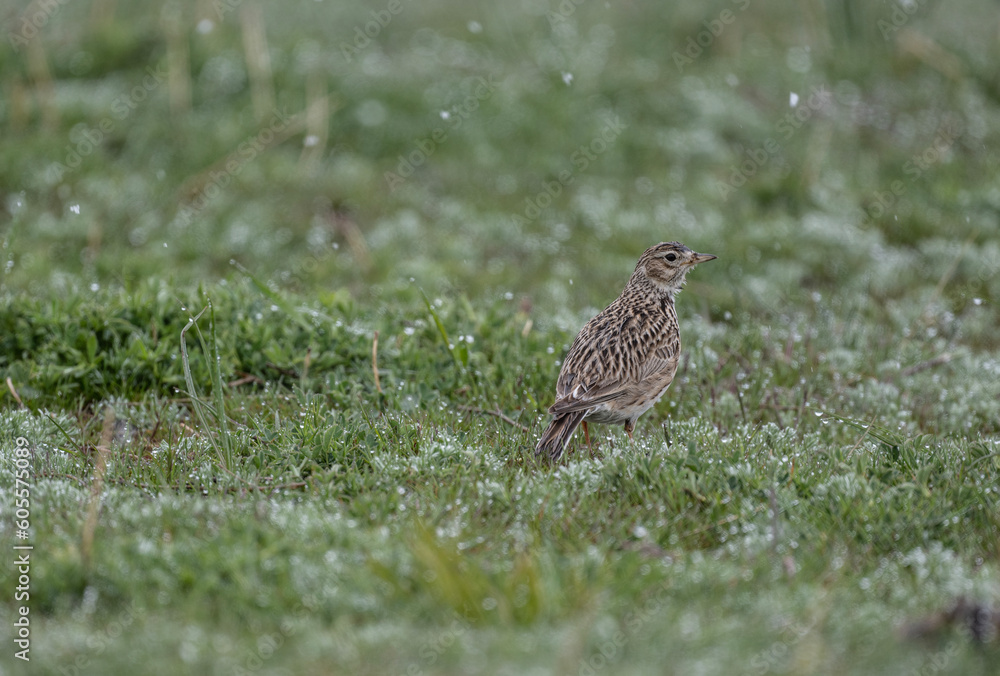 a beautiful skylark bird walks on a green lawn and looks in surprise at the falling snow in May a beautiful skylark bird walks on a green lawn and looks in surprise at the falling snow in May