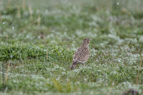a beautiful skylark bird walks on a green lawn and looks in surprise at the falling snow in May