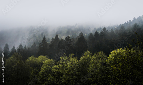 Fototapeta Naklejka Na Ścianę i Meble -  Layers of trees in the mountain