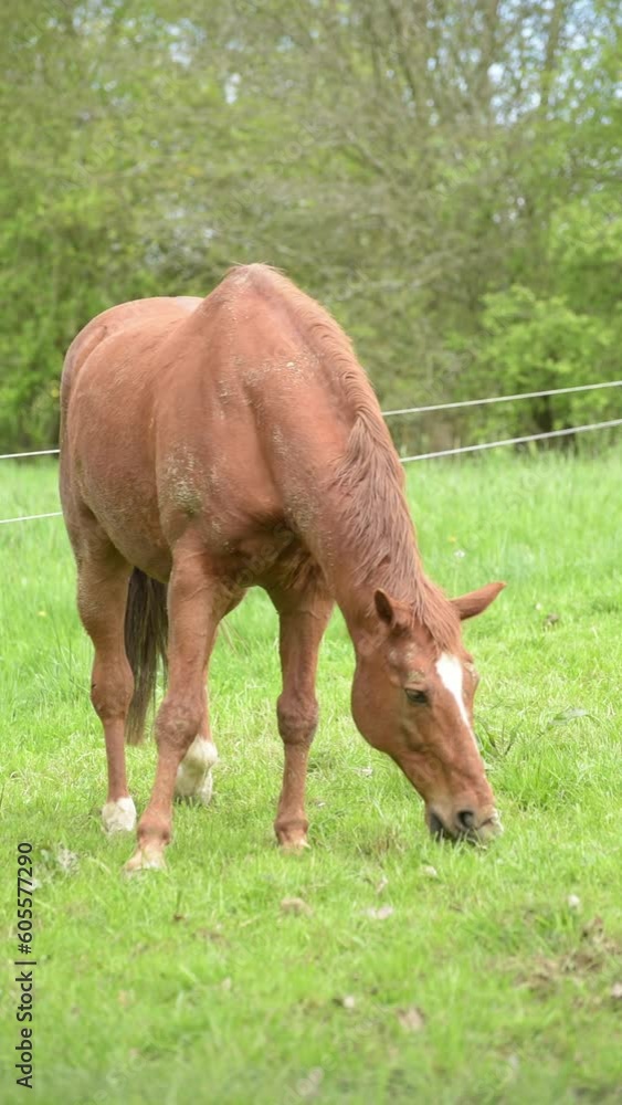 Grazing brown horse on a pasture in the meadow eating grass, slow motion vertical video
Grazing brown horse on a pasture in the meadow eating grass, slow motion vertical video
