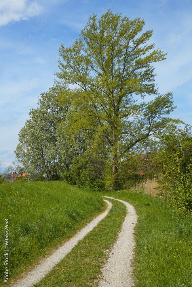 Hiking trail at the river Fischa in Eggendorf, Austria, Europe
