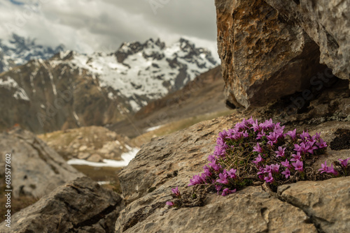 close up of a purple saxifrage in the Ecrins massif in France photo