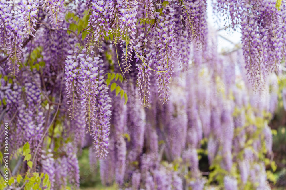 Blooming Wisteria Sinensis with scented classic purple flowersin full bloom in hanging racemes closeup. Garden with wisteria in spring Blooming Wisteria Sinensis with scented classic purple flowersin full bloom in hanging racemes closeup. Garden with wisteria in spring
