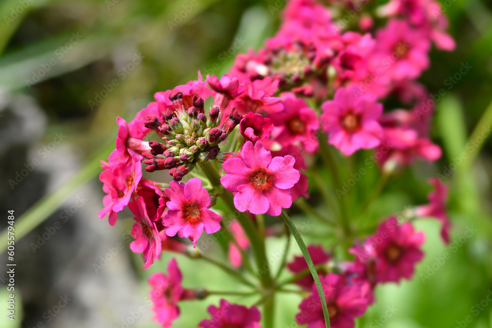Japanese Primrose Millers Crimson flowers Japanese Primrose Millers Crimson flowers