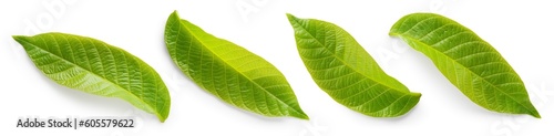 Walnut leaves top view isolated. Green young walnut leaf on white background. Flat lay leaf with clipping path. Full depth of field.