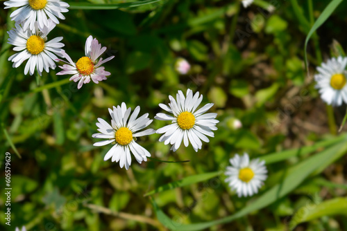 Common daisy flowers